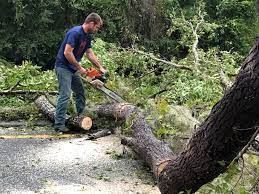 How Our Tree Care Process Works  in  Smithers, WV